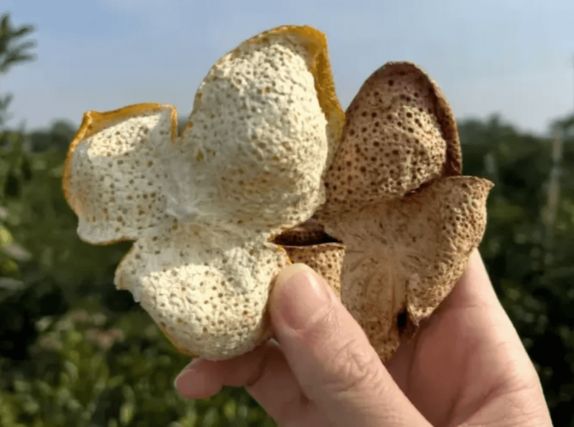 为什么晒干的橘皮不是陈皮?陈皮泡水的正确方法