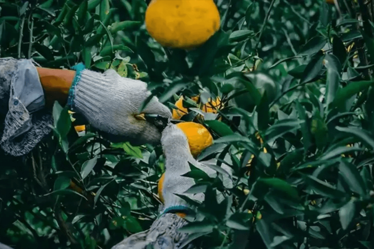 Grafted Citrus Chenpi: Value and Market Overview