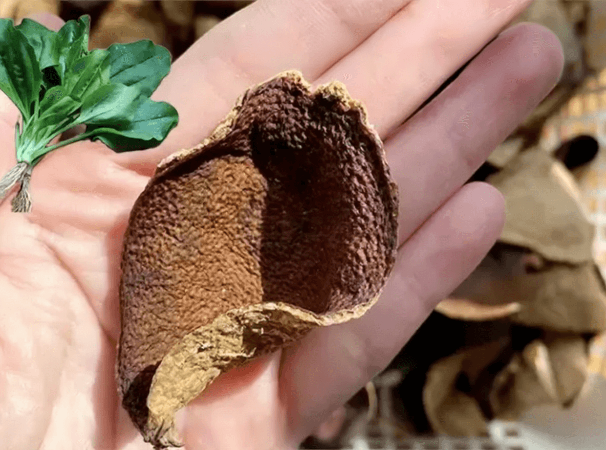 Can Plantain Herb and Orange Peel Be Boiled Together? Benefits