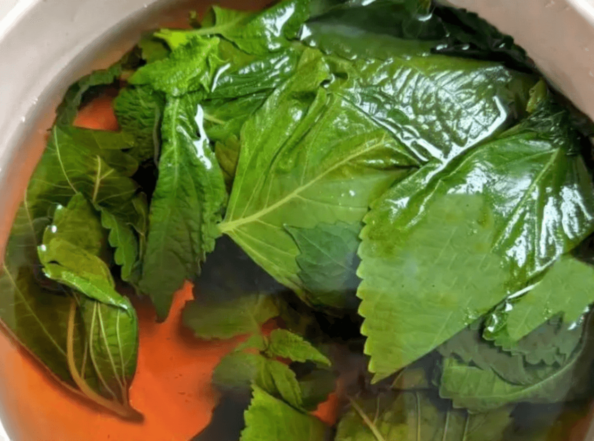 Perilla leaf infusion