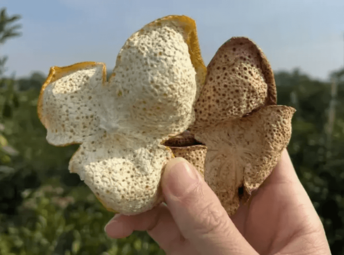 陈皮 5 年与 10 年的差异怎么看