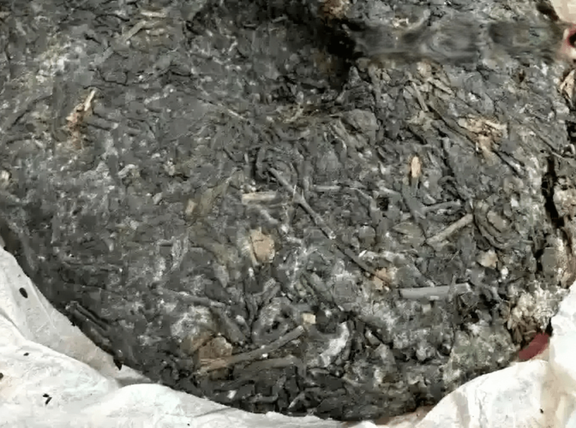 陈皮普洱茶发霉示意图