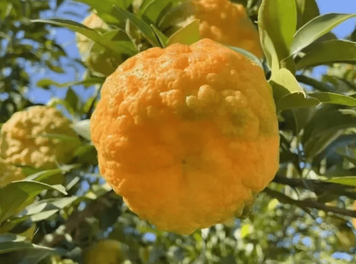 Can Wrinkled Citrus Make Chenpi
