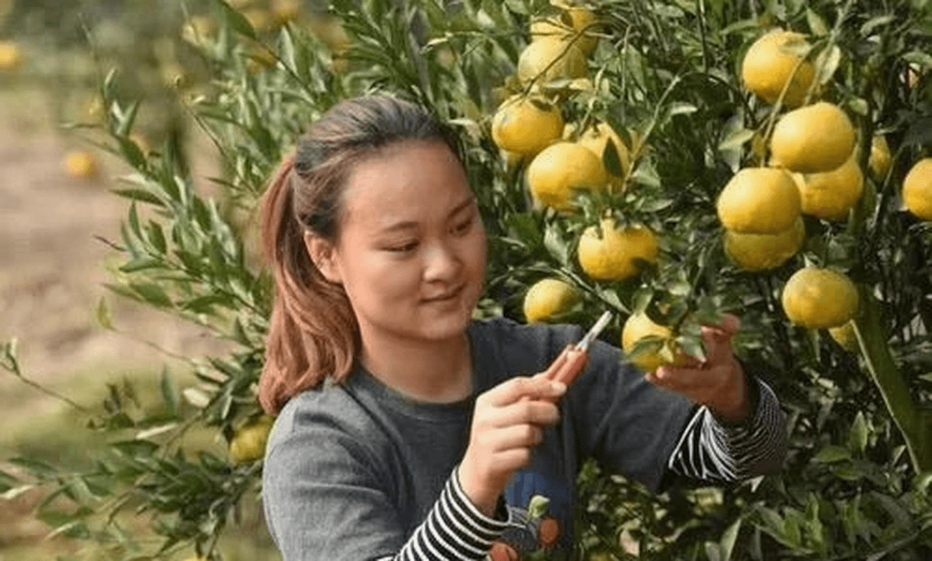 陈皮制作流程与保存要点